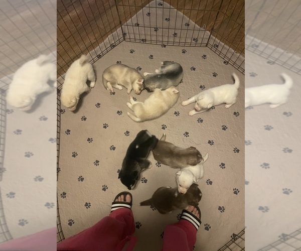 Medium Photo #15 Siberian Husky Puppy For Sale in HILLISTER, TX, USA