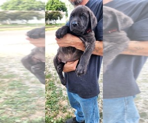 Mastiff Puppy for sale in PARIS, IL, USA