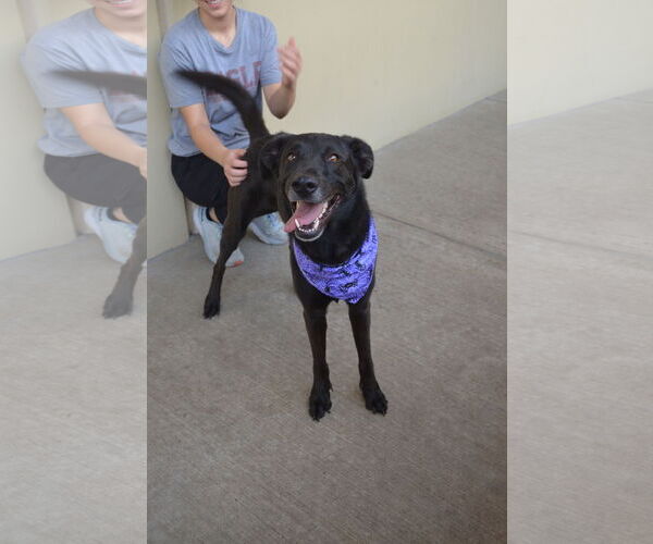 Medium Photo #1 Labrador Retriever-Unknown Mix Puppy For Sale in McKinney, TX, USA