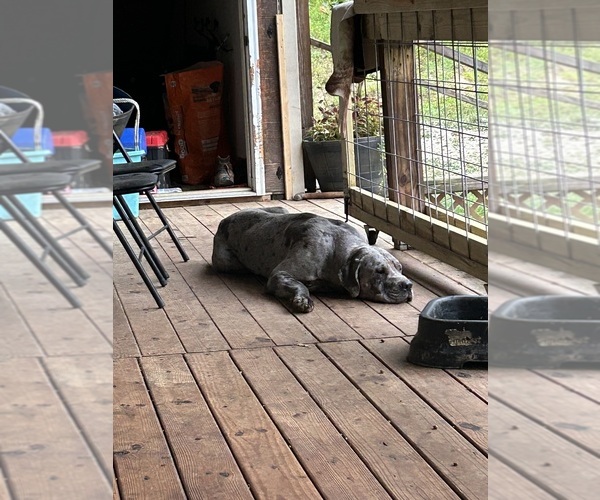 Medium Photo #11 Cane Corso-Daniff Mix Puppy For Sale in CHESAPEAKE, OH, USA