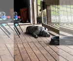 Small #10 Cane Corso-Daniff Mix