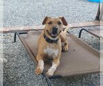 Small Photo #2 Labrador Retriever-Unknown Mix Puppy For Sale in Greensboro, NC, USA