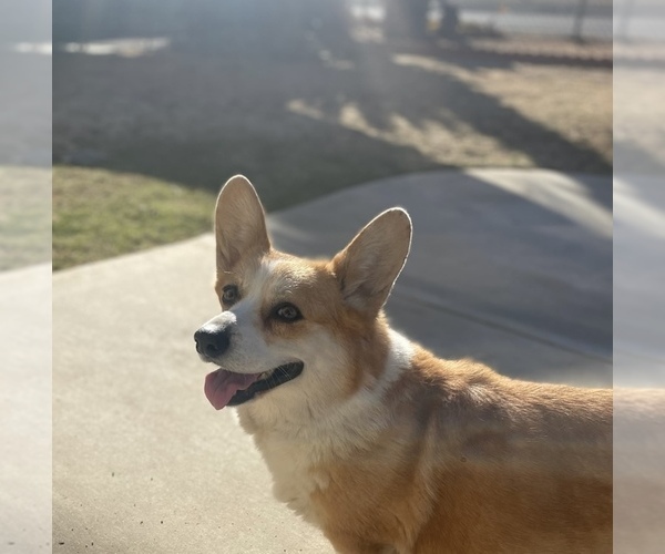 Medium Photo #1 Pembroke Welsh Corgi Puppy For Sale in PERRIS, CA, USA