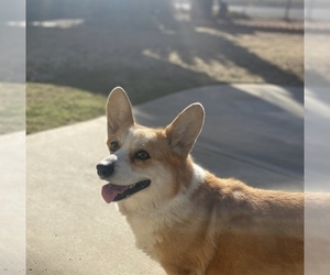 Pembroke Welsh Corgi Dogs for adoption in PERRIS, CA, USA