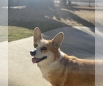 Small Pembroke Welsh Corgi