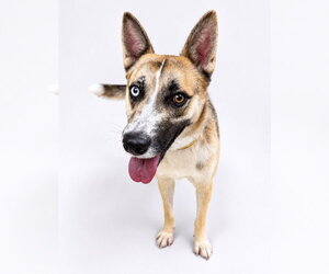 Bitsy - Female Siberian Husky-Unknown Mix Dog for Adoption - Photo #8