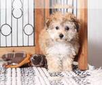 Small Photo #2 Yo-Chon Puppy For Sale in NAPLES, FL, USA