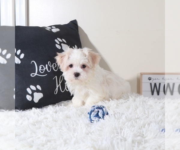 Medium Photo #3 Havanese Puppy For Sale in MOUNT VERNON, OH, USA