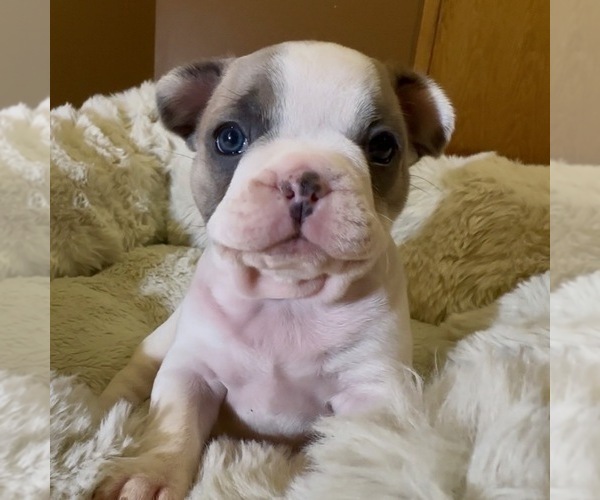 Medium Photo #3 French Bulldog Puppy For Sale in WEXFORD, PA, USA