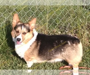 Father of the Pembroke Welsh Corgi puppies born on 02/02/2023