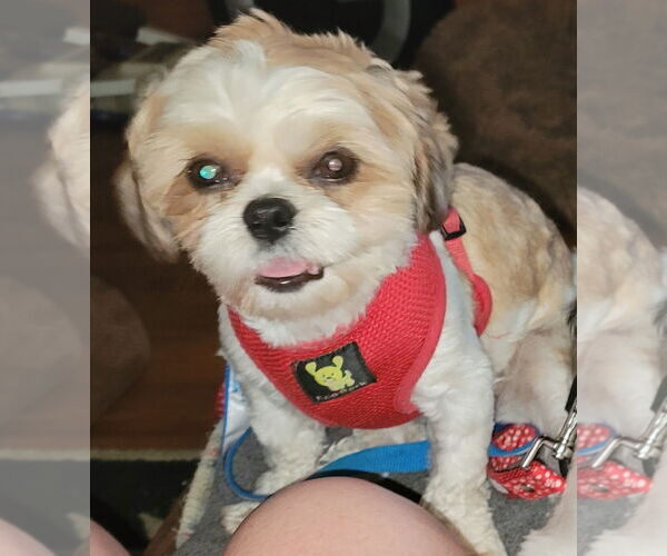 Medium Photo #2 Shih Tzu Puppy For Sale in St. Louis Park, MN, USA