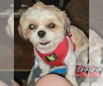 Small #1 Shih Tzu