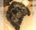 Puppy 1 Havachon-Havanese Mix