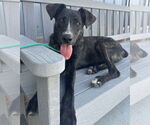 Small #9 American Staffordshire Terrier Mix