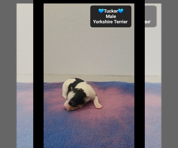 Medium Photo #2 Yorkshire Terrier Puppy For Sale in TUCSON, AZ, USA