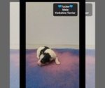 Tucker - Male Yorkshire Terrier Puppy for Sale - Photo #2