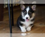 Small Pembroke Welsh Corgi