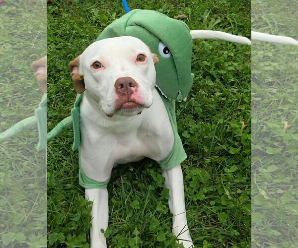 Medium Photo #2 American Pit Bull Terrier-Unknown Mix Puppy For Sale in Germantown, OH, USA