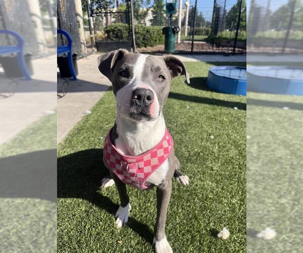 Medium Photo #6 Mutt Puppy For Sale in Elk Grove, CA, USA