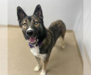 German Shepherd Dog-Siberian Husky Mix Dogs for adoption in Aurora, CO, USA