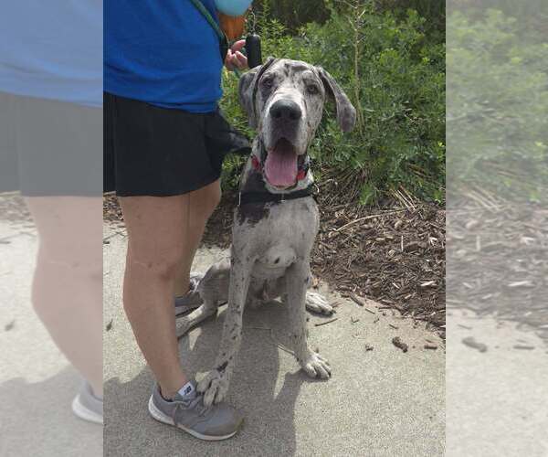 Medium Photo #3 Great Dane Puppy For Sale in Raleigh, NC, USA