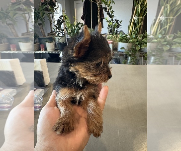 Medium Photo #2 Yorkshire Terrier Puppy For Sale in BROOKLAND, AR, USA
