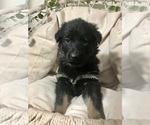 Small Photo #2 German Shepherd Dog Puppy For Sale in PENROSE, CO, USA