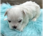 Small #5 Morkie