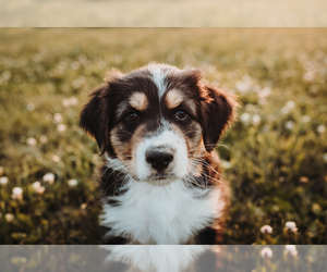 Australian Shepherd Puppy for sale in NEW MADISON, OH, USA