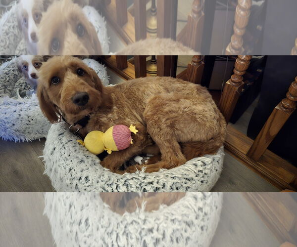 Medium Photo #5 Goldendoodle Puppy For Sale in St. Louis Park, MN, USA