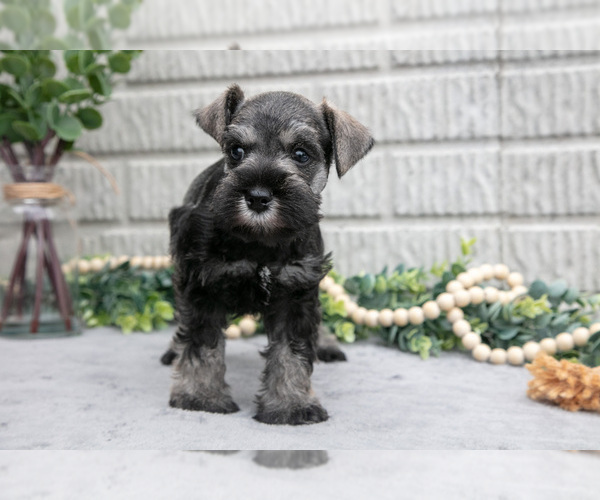 Medium Photo #1 Schnauzer (Miniature) Puppy For Sale in BALTIC, OH, USA