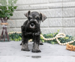 Puppy Maverick Schnauzer (Miniature)