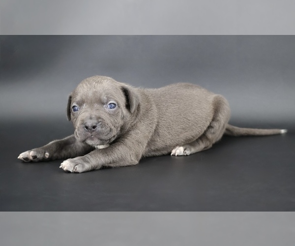 Medium Photo #1 American Bully Puppy For Sale in CHAMPAIGN, IL, USA