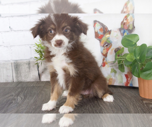 Miniature American Shepherd Puppy for sale in RED LION, PA, USA