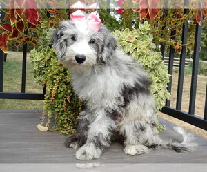 Sheepadoodle Puppy for Sale in MILLERSBURG, Ohio USA