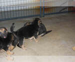 Small Photo #18 German Shepherd Dog Puppy For Sale in BEULAVILLE, NC, USA