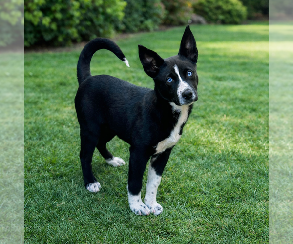 Medium Photo #1 Labrador Retriever Puppy For Sale in Menifee, CA, USA