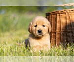 Small #7 Golden Retriever