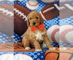Small Photo #7 Goldendoodle Puppy For Sale in GLEN ROCK, PA, USA