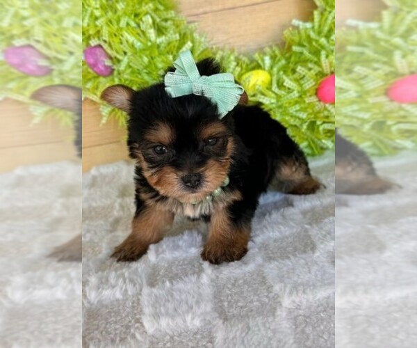 Medium Photo #1 Yorkshire Terrier Puppy For Sale in MIRAMAR, FL, USA