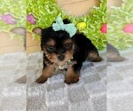Puppy Puppy 1 Yorkshire Terrier