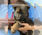 Puppy Dark Sable German Shepherd Dog