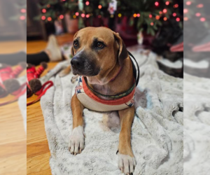 Boxer-Unknown Mix Dogs for adoption in Brooklyn Center, MN, USA