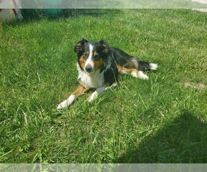 Mother of the English Shepherd-German Shepherd Dog Mix puppies born on 12/24/2025