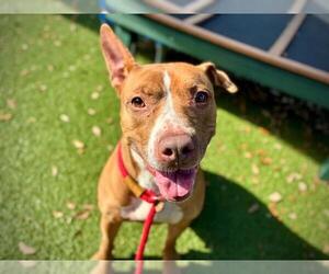 Mutt Dogs for adoption in Orlando, FL, USA
