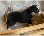 Small #3 Shel-Aussie