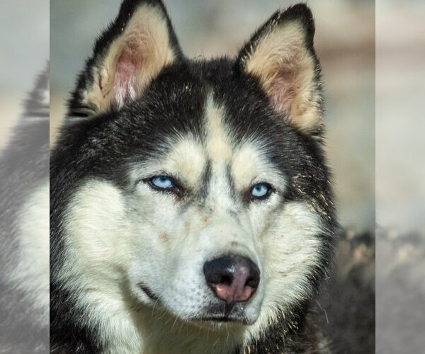 Medium Photo #1 Siberian Husky Puppy For Sale in Severn, MD, USA