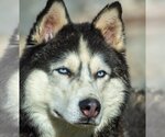 Small Siberian Husky