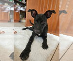 Small #7 Labrador Retriever Mix
