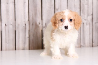 Cavachon Puppy for sale in MOUNT VERNON, OH, USA